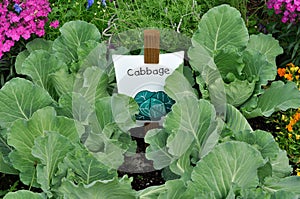 Cabbage Patch