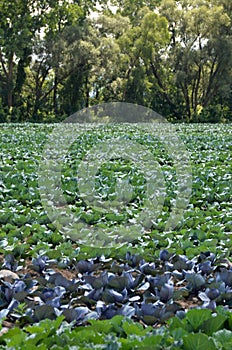 Cabbage Patch field in New York State