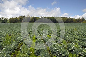 Cabbage Patch in Oregon