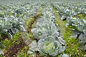 Cabbage Patch in Oregon 2