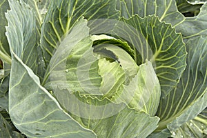 Cabbage Patch in Oregon CloseUp