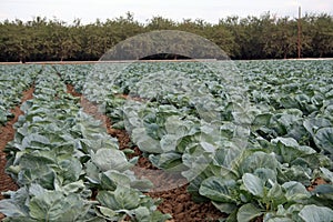 Cabbage patch with trees in background