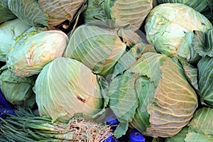 Cabbage pictures in the sales section