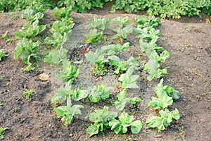 The cabbage plant Brassica oleracea growing in the agriculture field