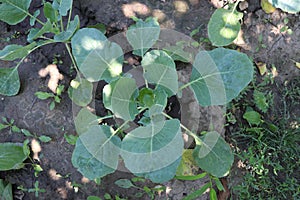 Cabbage plant in an eco-friendly farm