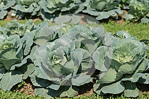 Cabbage plant growing in organic vegetable garden