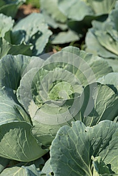 Cabbage plant growing in organic vegetable garden