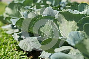 Cabbage plant growing in organic vegetable garden