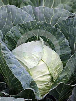 Cabbage plant with white head