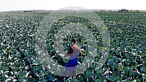 Cabbage plantation and an agriculturer walking along it