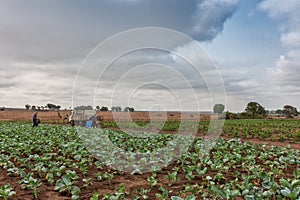 Cabbage plantation in Cabinda. Angola. Africa. photo