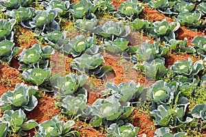 Cabbage plantation in India