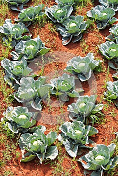 Cabbage plantation in India