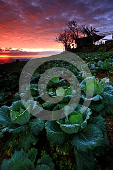 Cabbage plantation at twilight