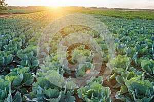 Cabbage plantations grow in the field. fresh, organic vegetables. landscape agriculture. farmland, farming