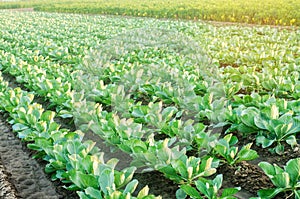 Cabbage plantations grow in the field. vegetable rows. farming, agriculture. Landscape with agricultural land. crops