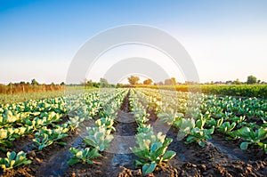 Cabbage plantations grow in the field. vegetable rows. farming, agriculture. Landscape with agricultural land. crops
