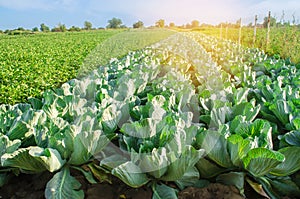 Cabbage plantations grow in the field. vegetable rows. farming, agriculture. Landscape with agricultural land. crops
