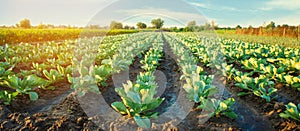 Cabbage plantations grow in the field. vegetable rows. farming, agriculture. Landscape with agricultural land. crops. selective fo photo