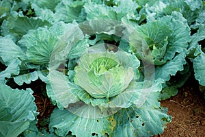 Cabbage on planted