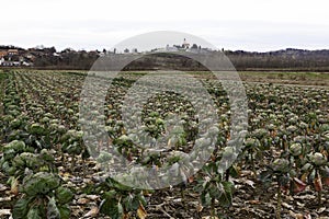 cabbage planted on agricultural land.