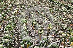 cabbage planted on agricultural land