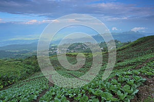 Cabbage planting plot, Phu Thap Buek Mountain