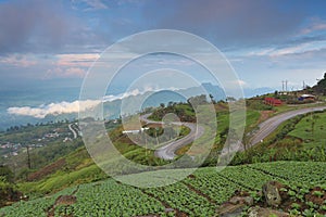 Cabbage planting plot, Phu Thap Buek Mountain