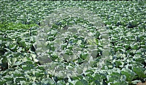 Cabbage plantings in india ,care ,plantings ,harvesting cabbages