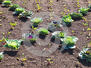 Cabbage plants in the garden arranged to a cross