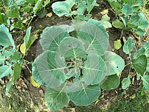 Cabbage plants growing in an organic garden