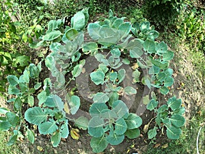 Cabbage plants growing in an organic garden