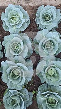 cabbage plants is growing , organic green leaves