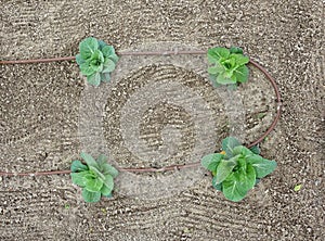 Cabbage plants growing in soil