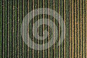 Cabbage plants in rows in a farm field, aerial view from drone