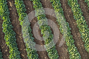 Cabbage plants in rows in a farm field, aerial view from drone