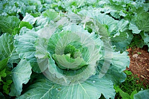 Cabbage on plot