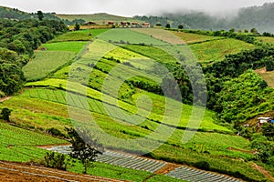 Cabbage plot on highland in thailand