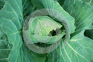 Cabbage on plots with background