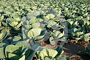 Cabbage Production