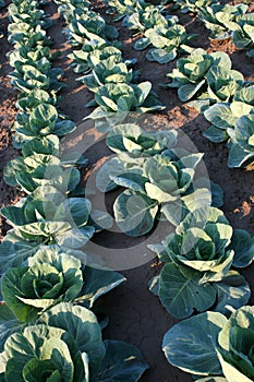 Cabbage Production