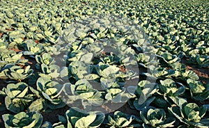 Cabbage Production