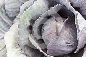 Cabbage
