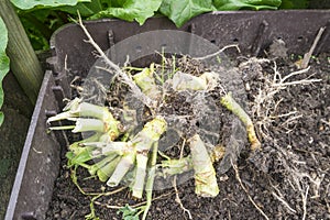 Cabbage Rhizome