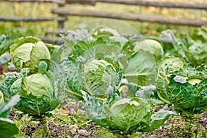 cabbage ripens in the garden