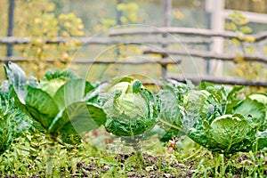 Cabbage ripens in the garden