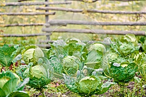 cabbage ripens in the garden