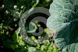 Cabbage roach grows in the garden