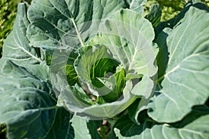Cabbage roach grows in the garden
