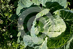 Cabbage roach grows in the garden